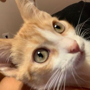 Meet your Posher, Kai